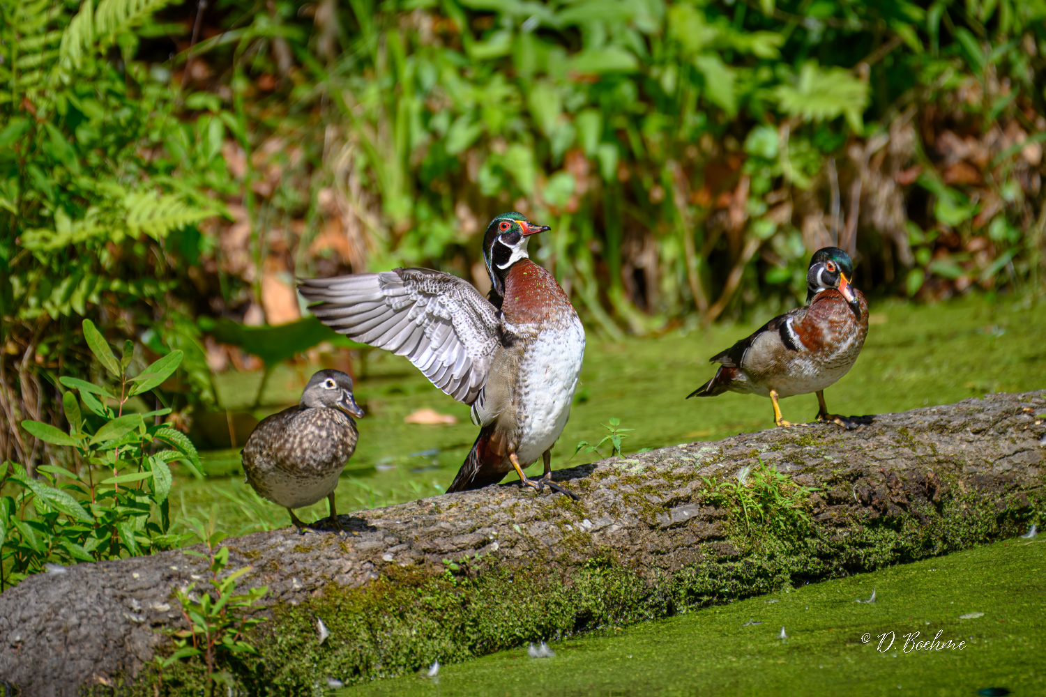 _DSC2362-topaz-denoiseraw-sharpen.jpg