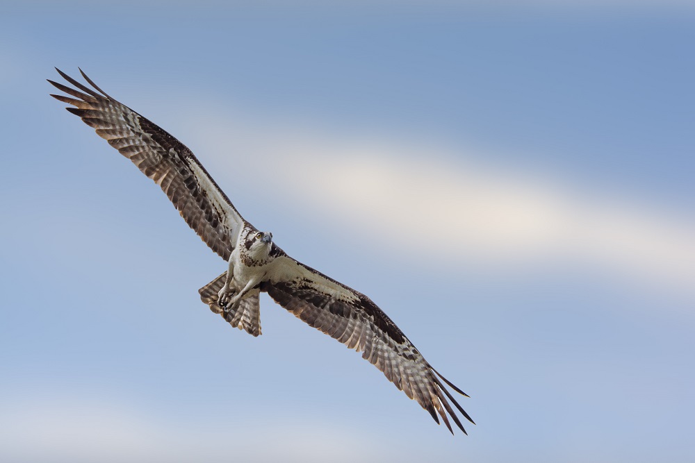 _DSC2384-Edit.jpg