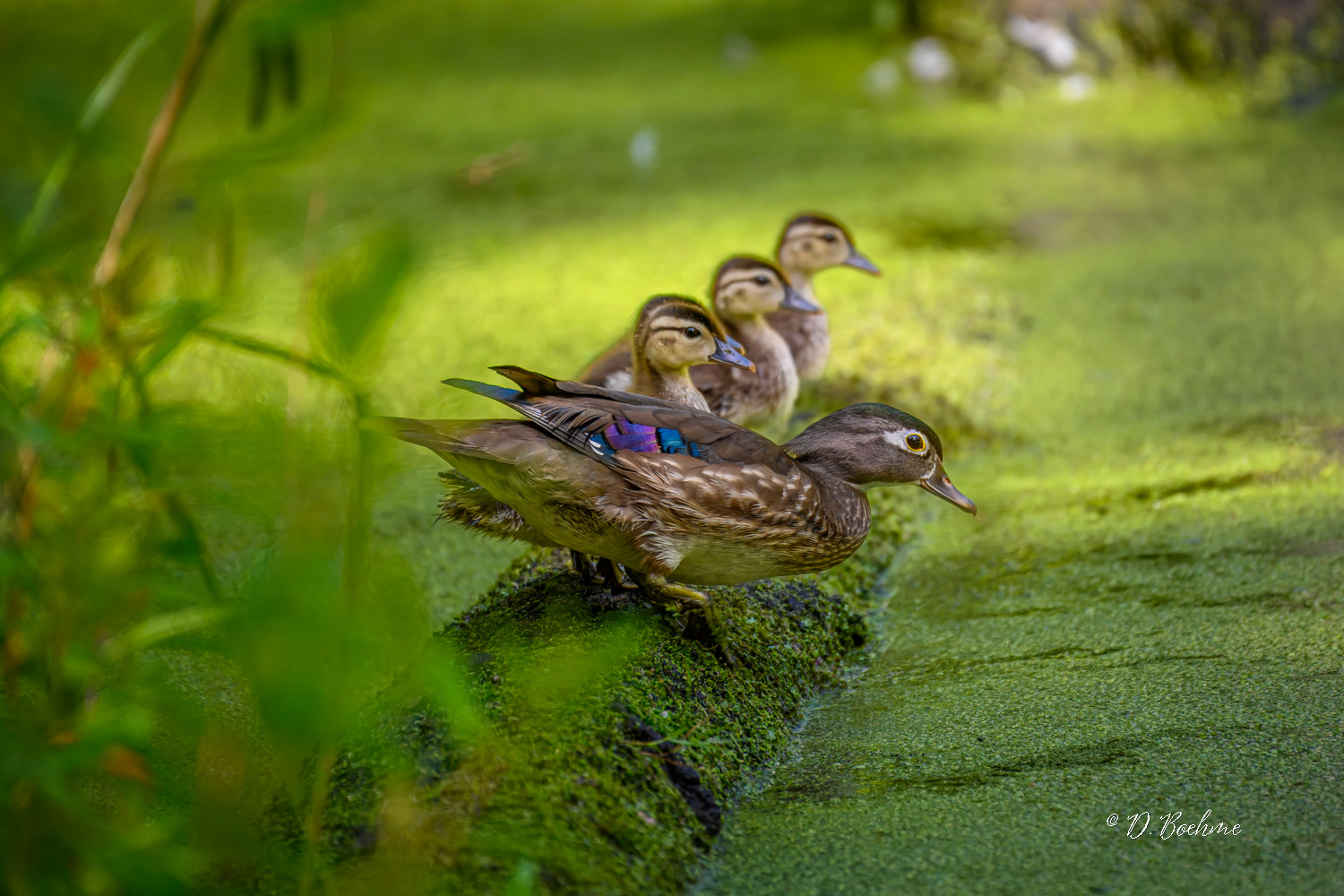 _DSC2474-topaz-denoiseraw-sharpen.jpg