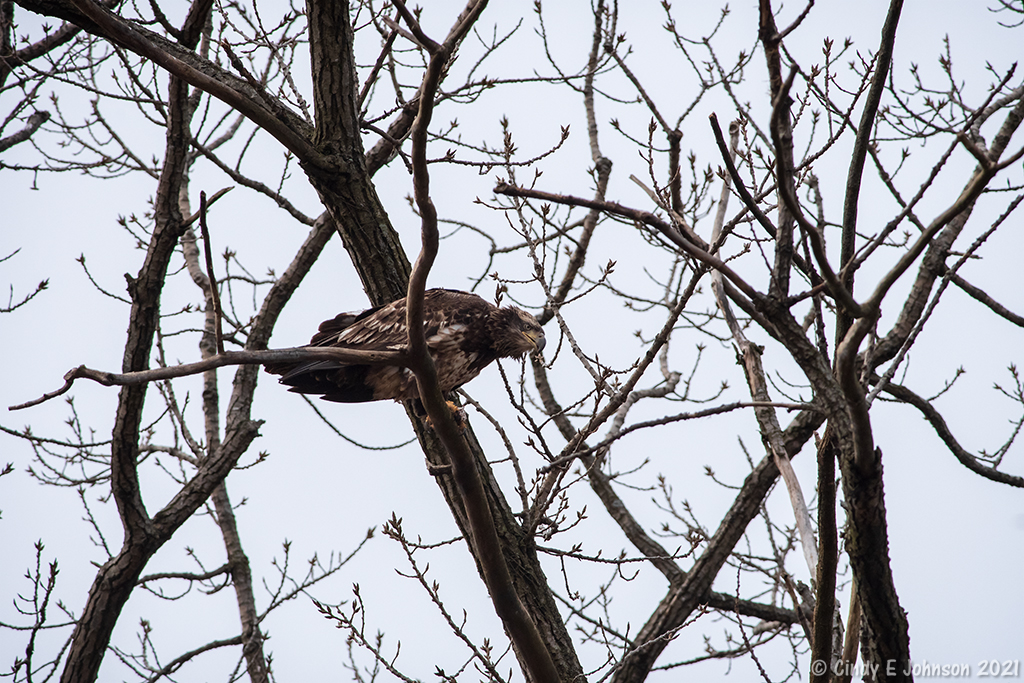 _DSC2481 low res - Copy.jpg