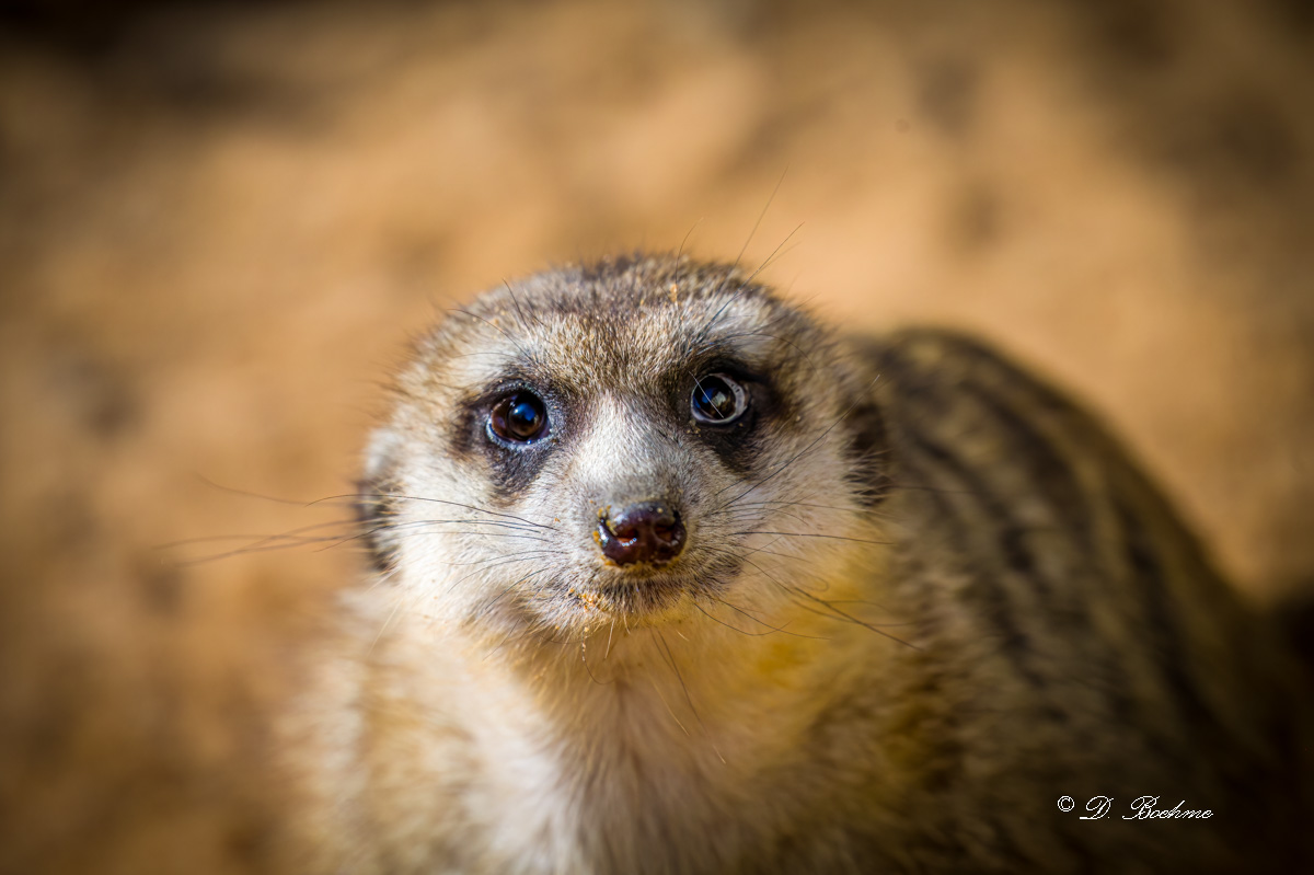 _DSC2505-DeNoiseAI-low-light.jpg