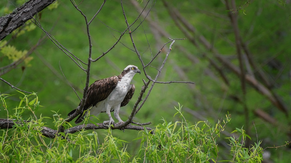 _DSC2558-Edit.jpg
