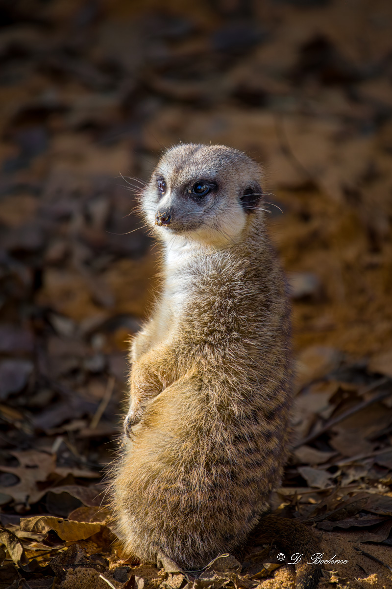_DSC2585-DeNoiseAI-low-light.jpg