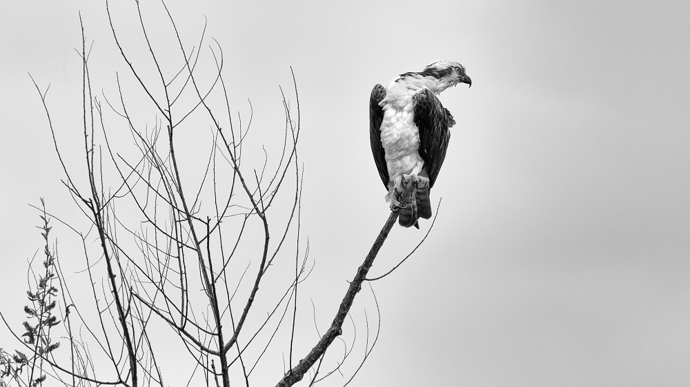 _DSC2738-Edit.jpg
