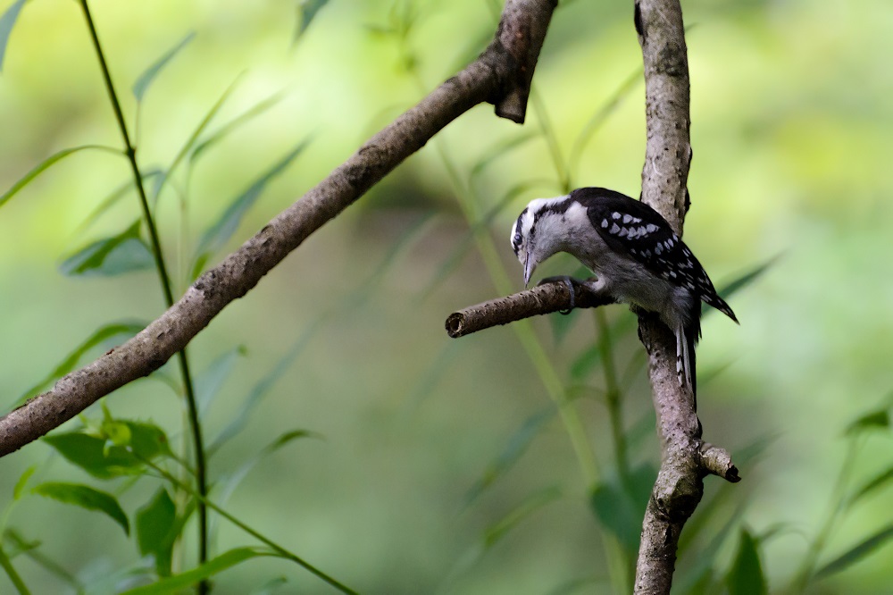_DSC2747-Edit.jpg
