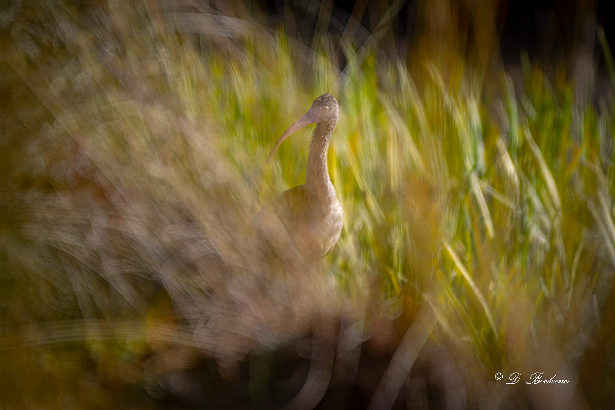 _DSC2803-topaz-rawdenoise-sharpen.jpg