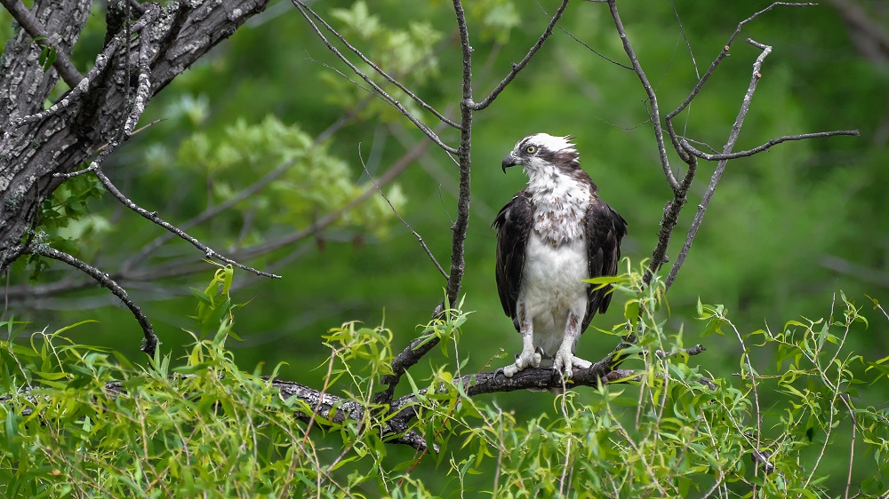_DSC2820-Edit.jpg