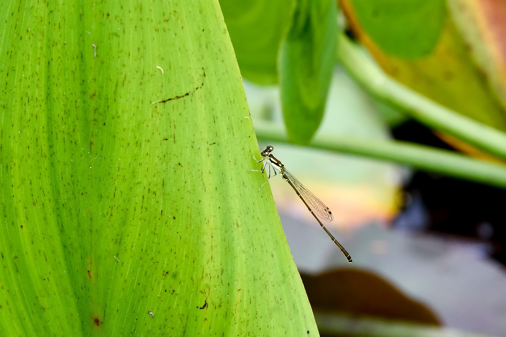 _DSC2857-Edit.jpg