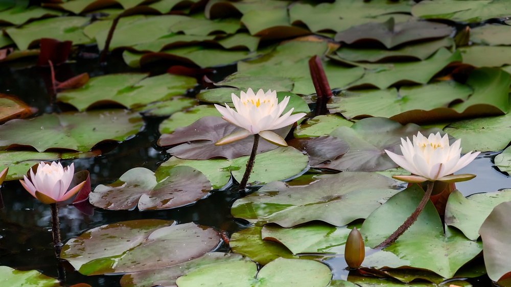 _DSC2862-Edit.jpg