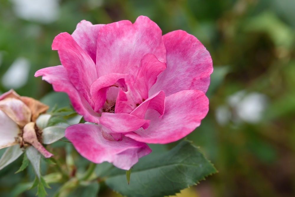 _DSC2907-Edit.jpg