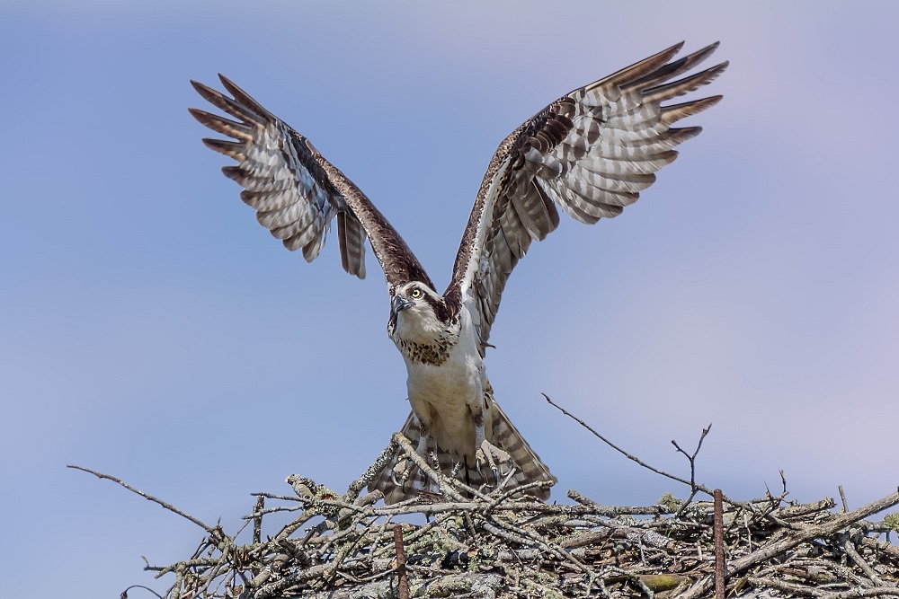 _DSC2913-Edit-2.jpg