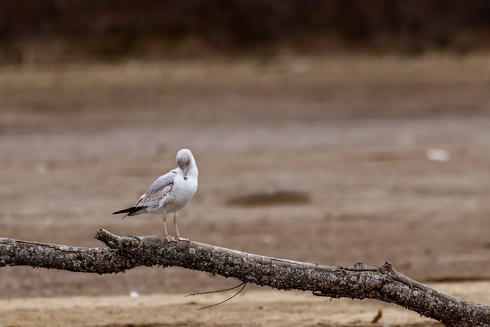 _DSC2981-Edit.jpg