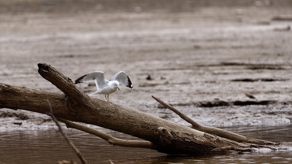 _DSC3081-Edit.jpg