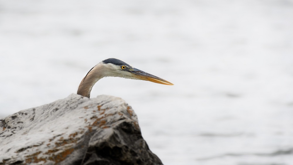 _DSC3130-Edit.jpg