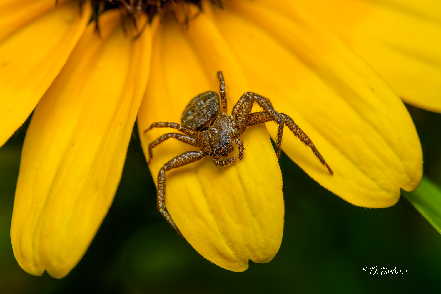 _DSC3165-topaz-denoiseraw-sharpen.jpg