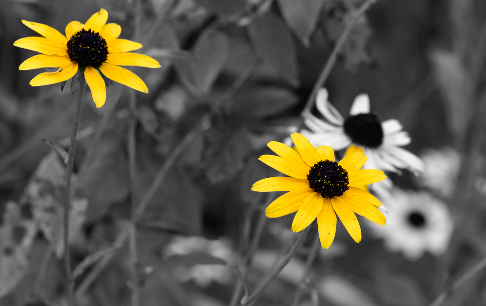_DSC3197-Edit.jpg