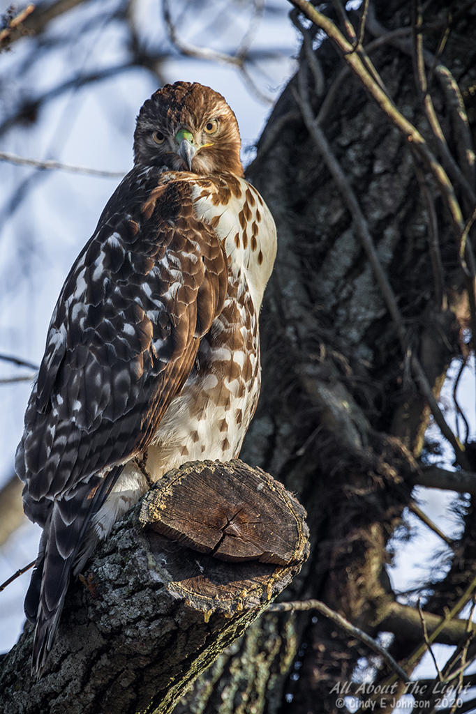 _DSC3330 low res.jpg