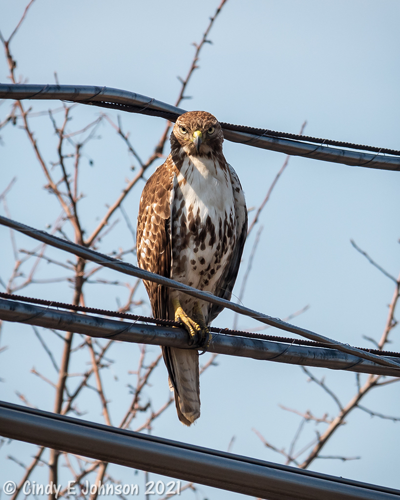 _DSC3331 low res.jpg