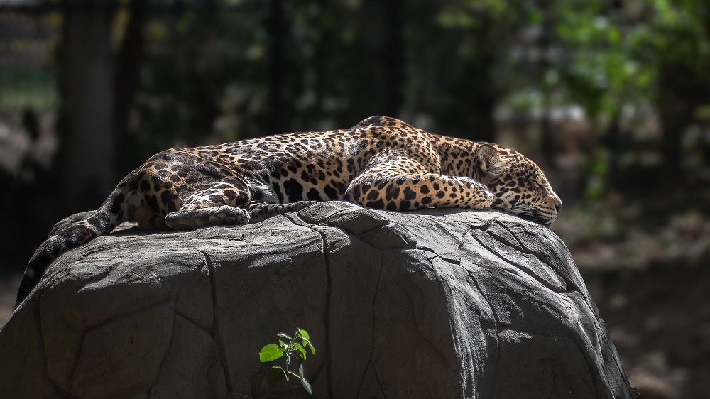_DSC3454-Edit-2.jpg