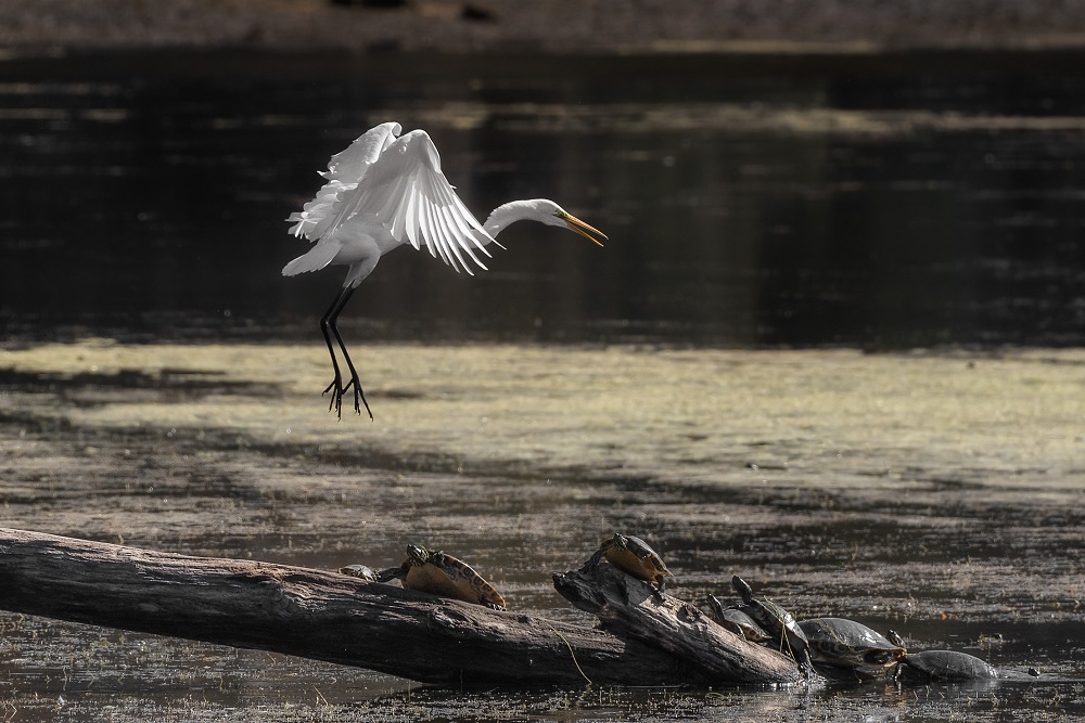 _DSC3454-Edit-2.jpg