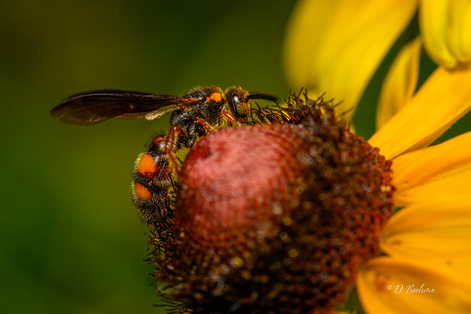 _DSC3461-topaz-denoiseraw-sharpen.jpg