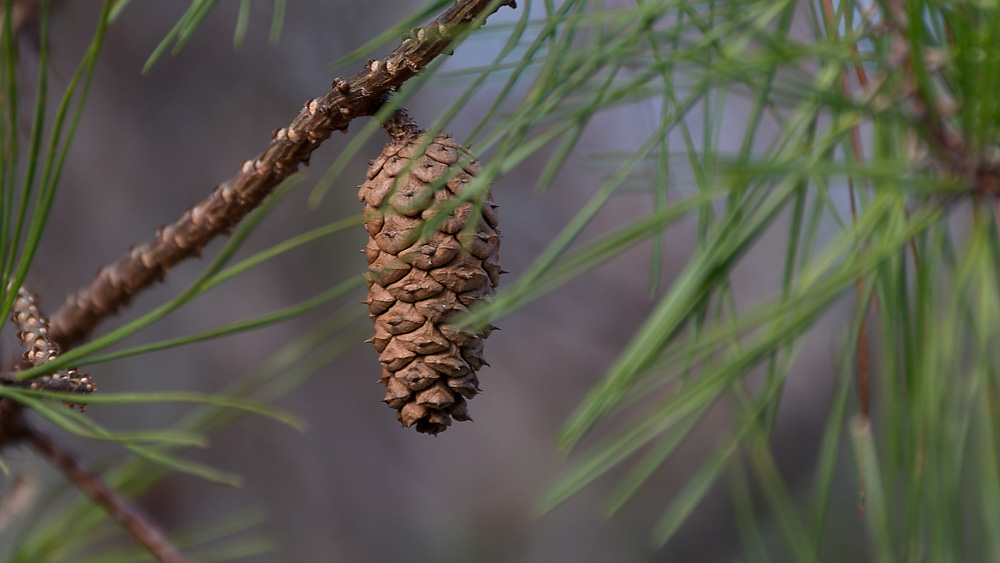 _DSC3527-Edit.jpg