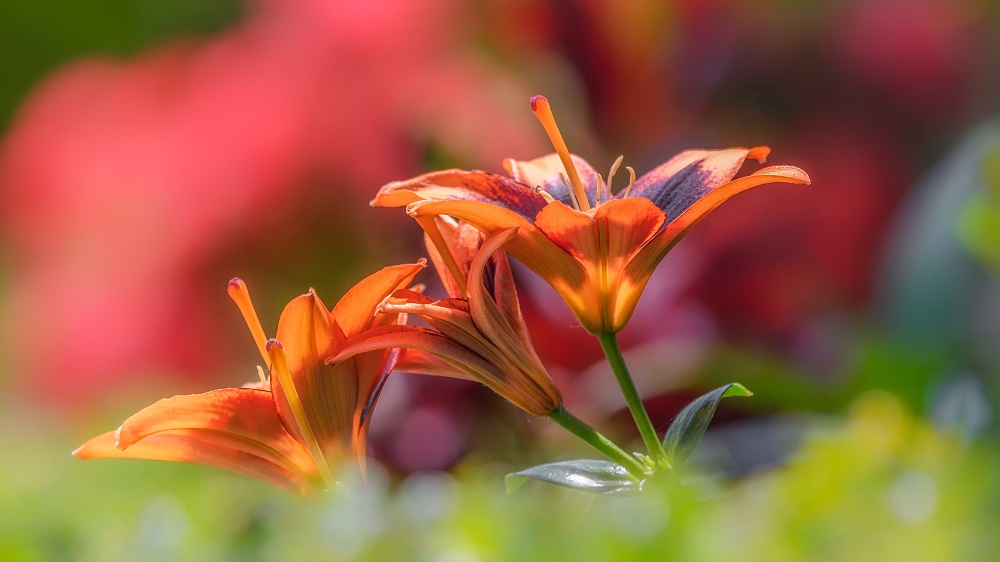 _DSC3558-Edit.jpg