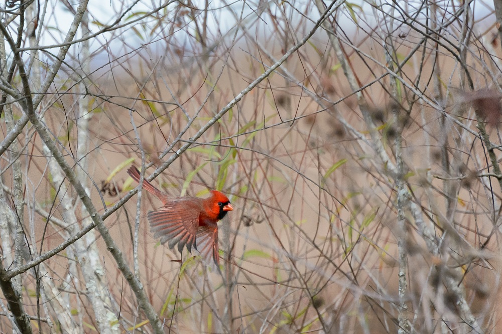 _DSC3616-Edit.jpg