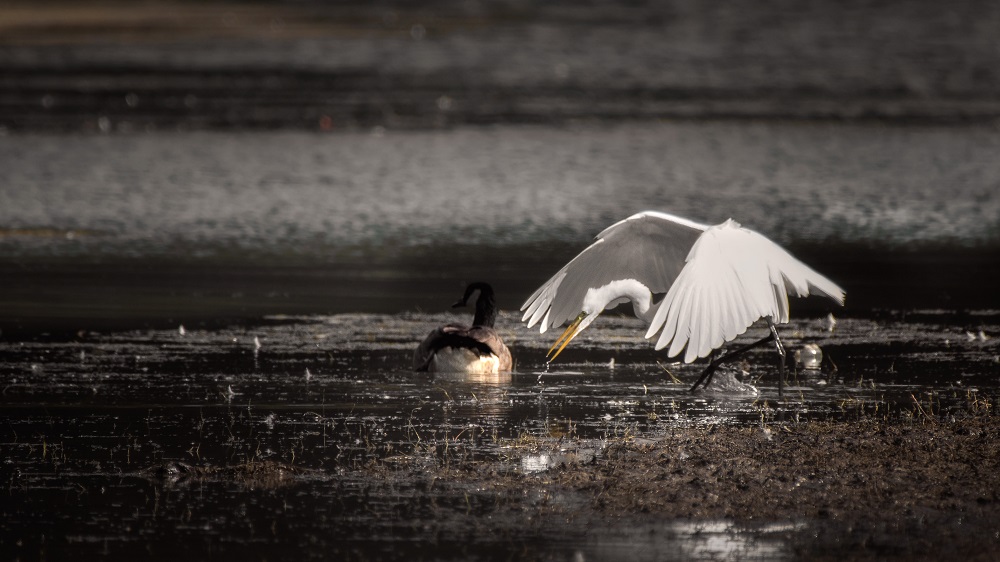 _DSC3815-Edit.jpg