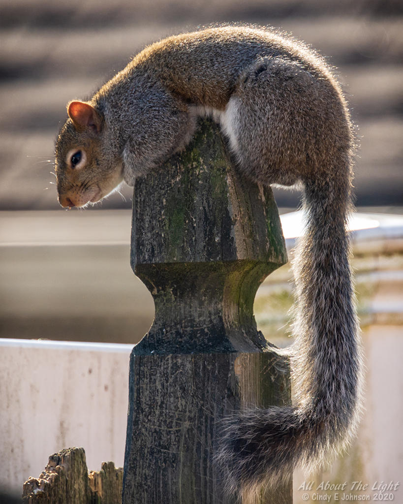 _DSC3847 low res.jpg _DSC3847 low res.jpg