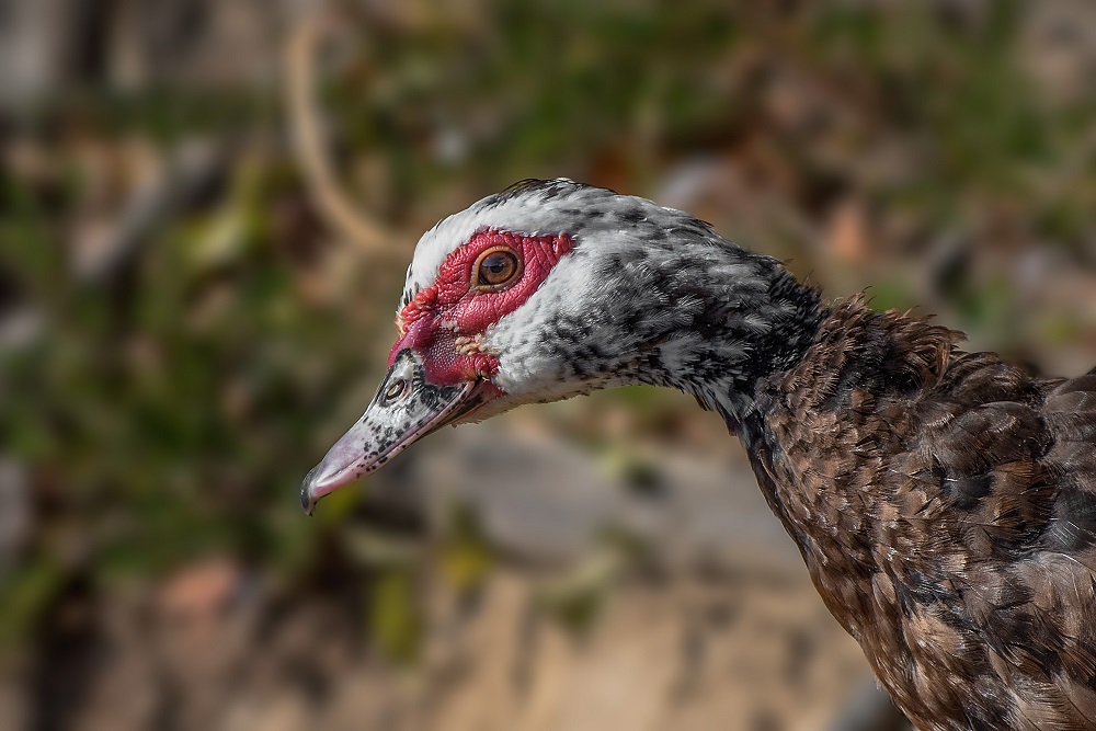 _DSC3869-Edit-2.jpg