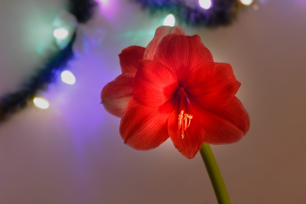 _DSC3939-Edit.jpg