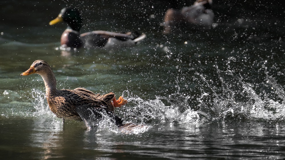 _DSC3963-Edit-2.jpg