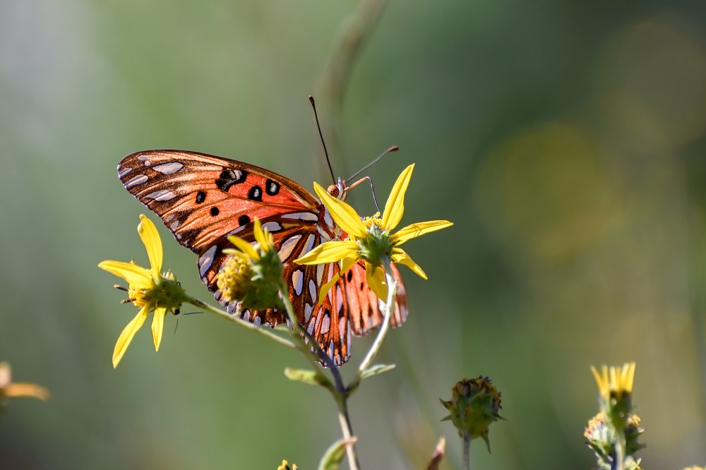 _DSC4011-Edit-2.jpg