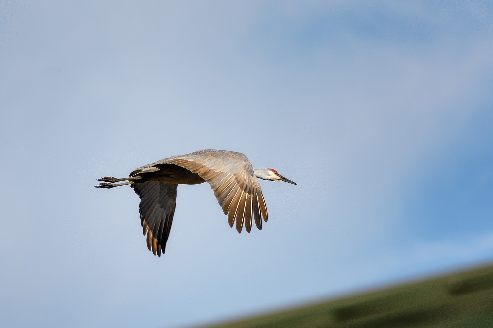 _DSC4074-Edit.jpg
