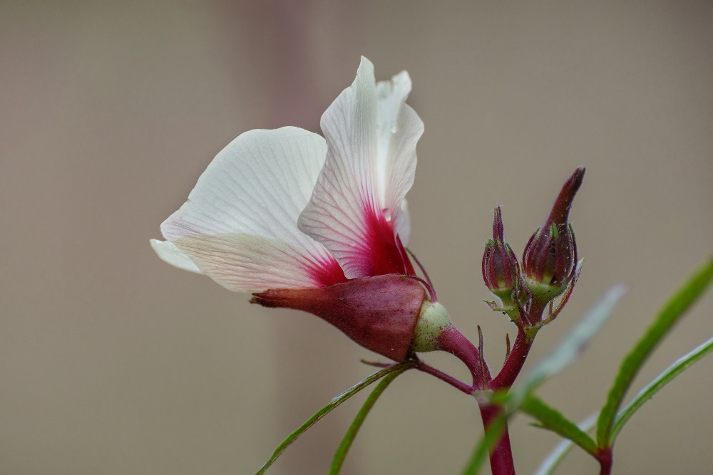 _DSC4132_stitch-Edit.jpg