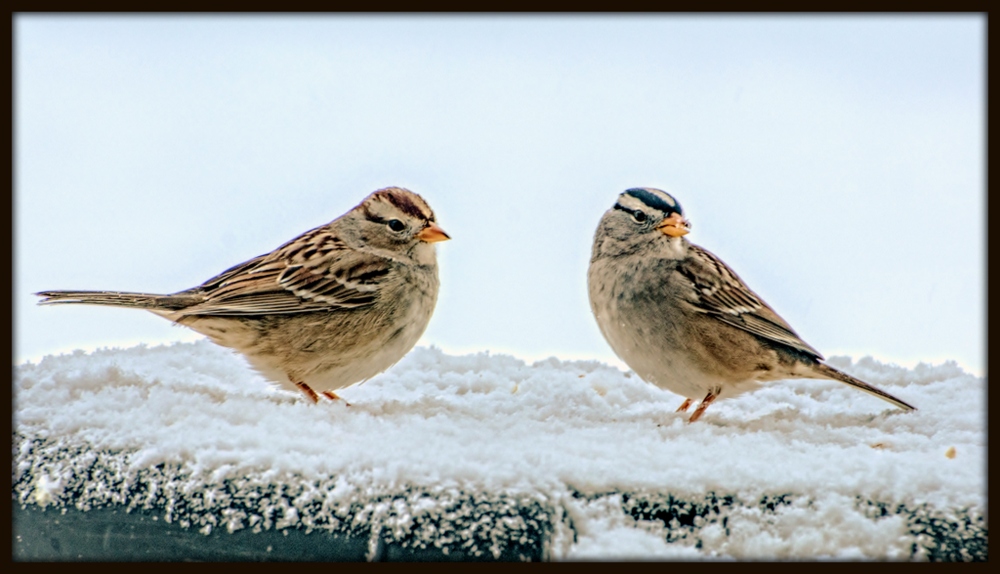 _DSC4211-Edit.jpg