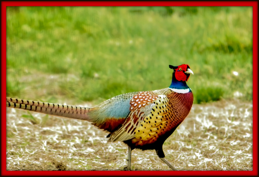 _DSC4215-Edit-Edit.jpg