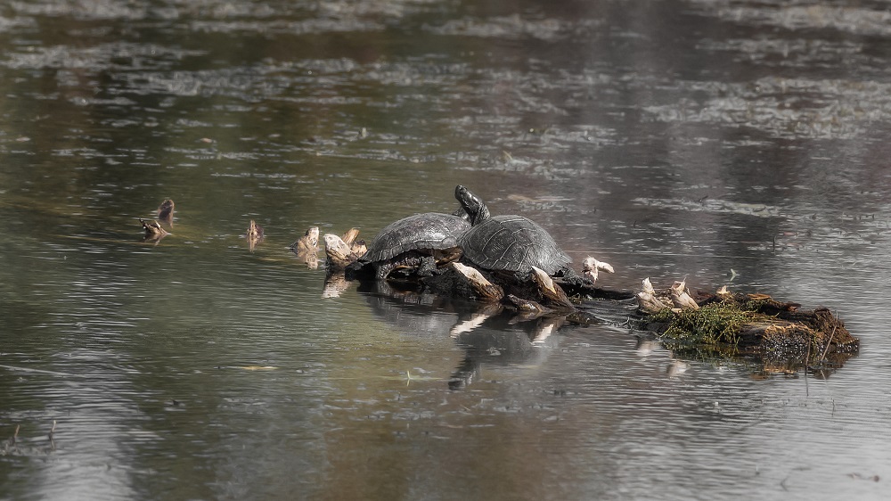 _DSC4294-Edit.jpg