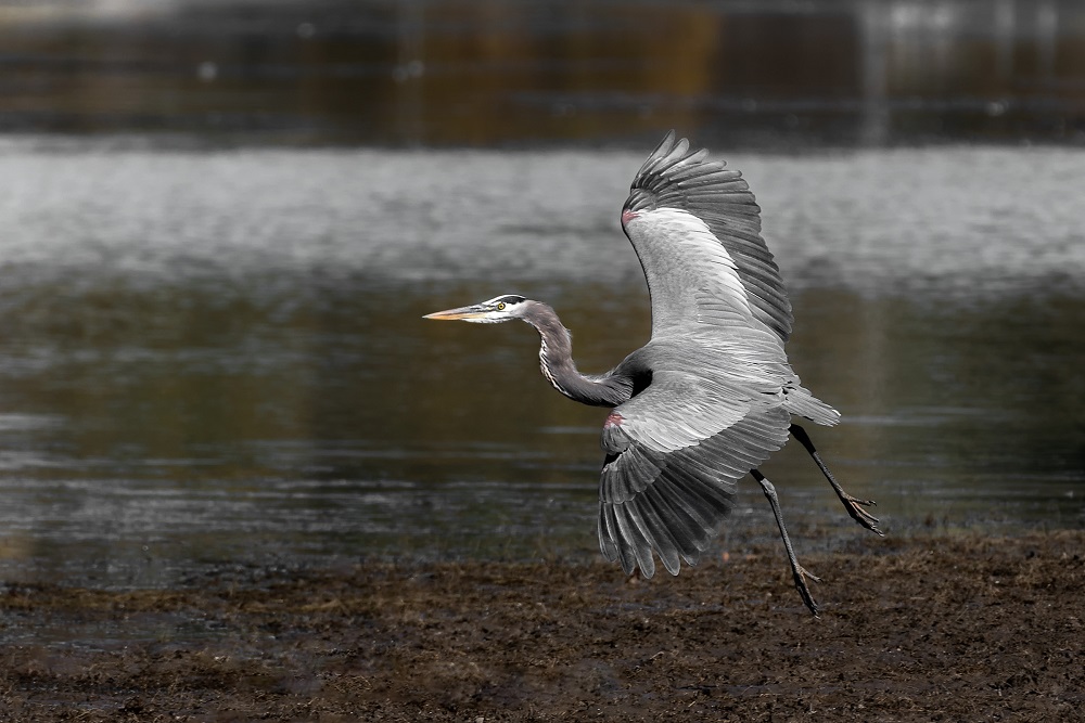 _DSC4329-Edit.jpg