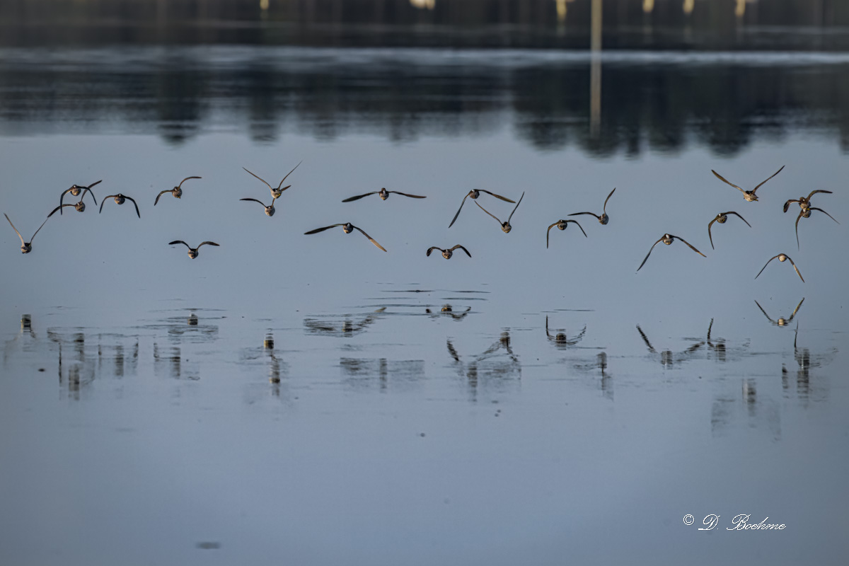 _DSC4356-DeNoiseAI-low-light-3.jpg