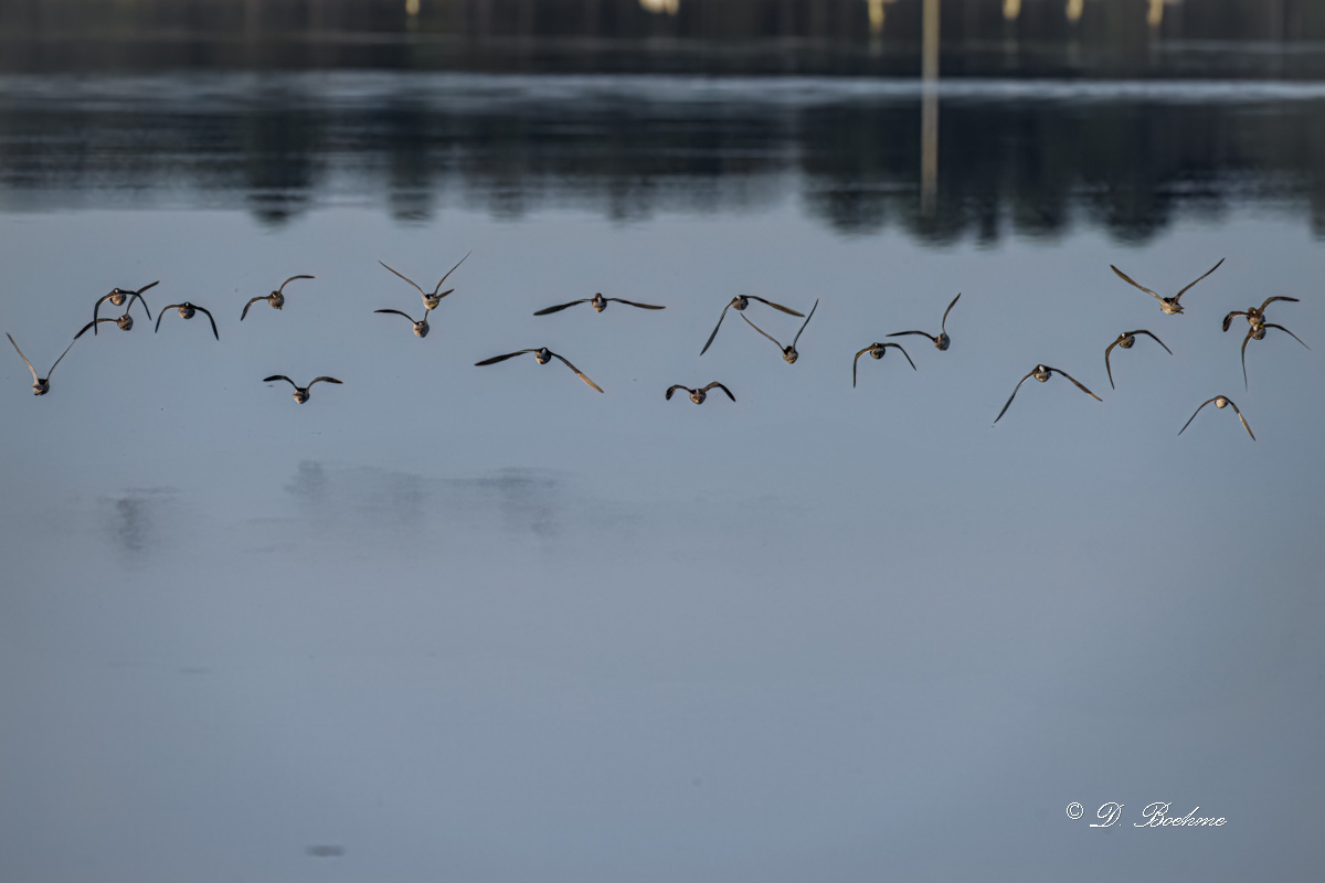 _DSC4356-DeNoiseAI-low-light-5.jpg