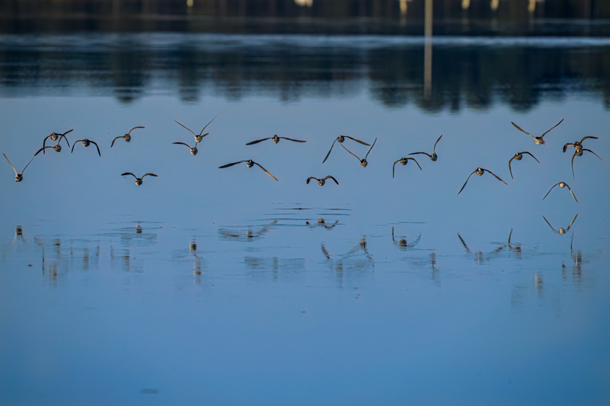 _DSC4356-DeNoiseAI-low-light.jpg