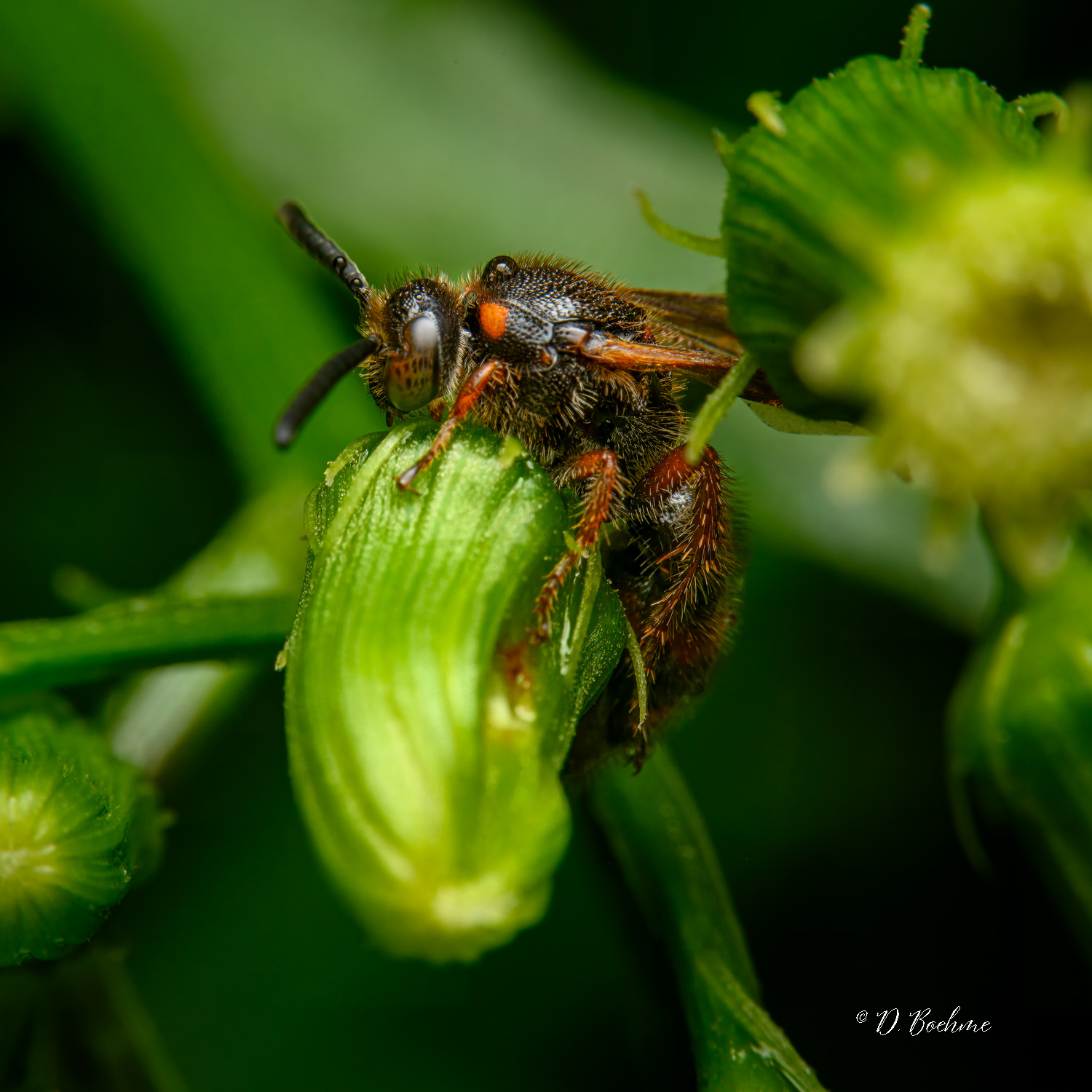 _DSC4423-topaz-denoiseraw-sharpen.jpg