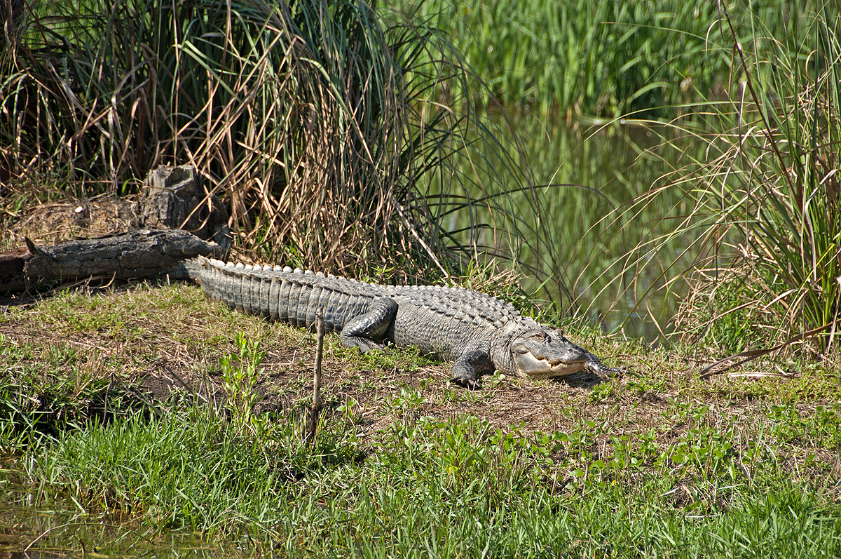 _DSC4443_2.jpg