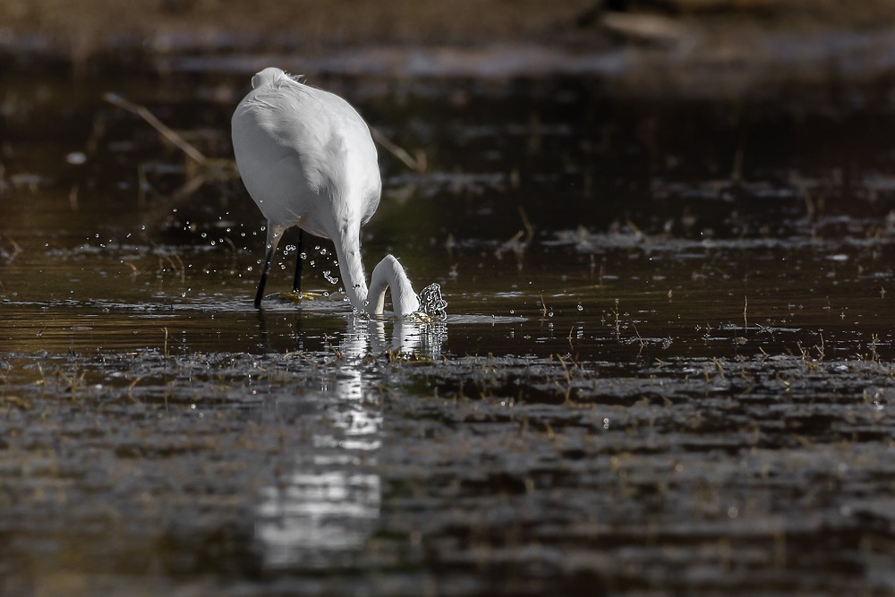 _DSC4488-Edit-2.jpg