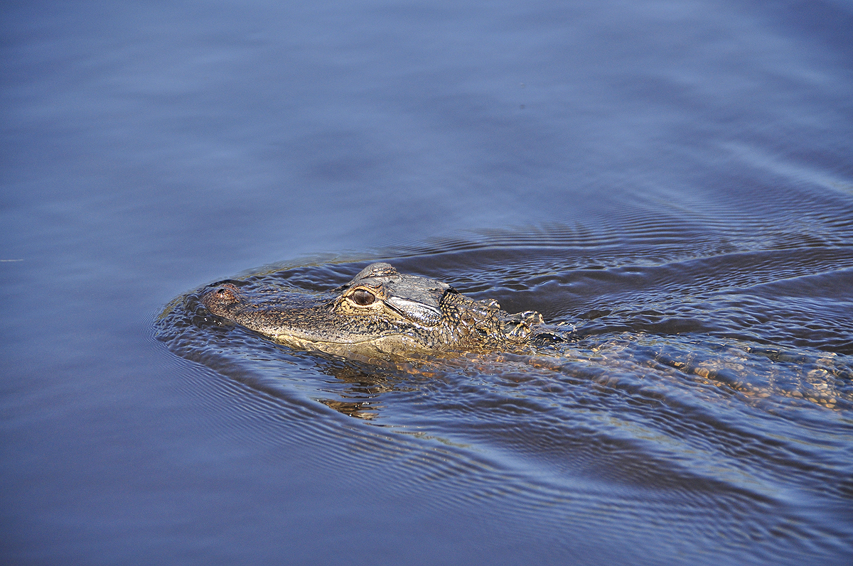 _DSC4544.jpg