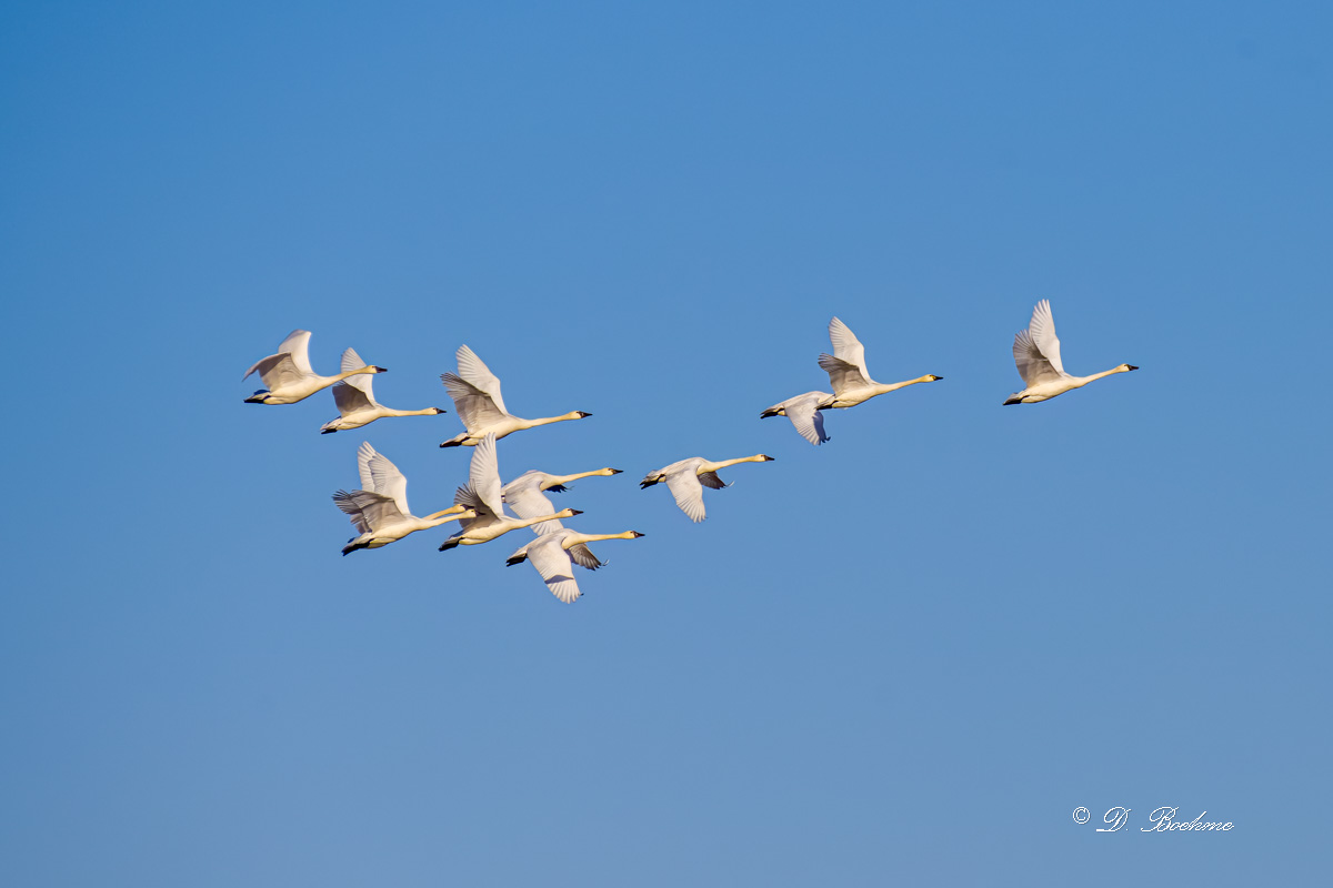 _DSC4558-DeNoiseAI-raw.jpg