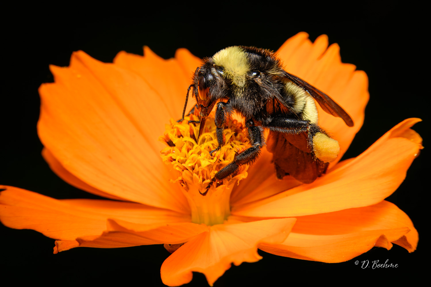 _DSC4584-topaz-denoiseraw-sharpen.jpg