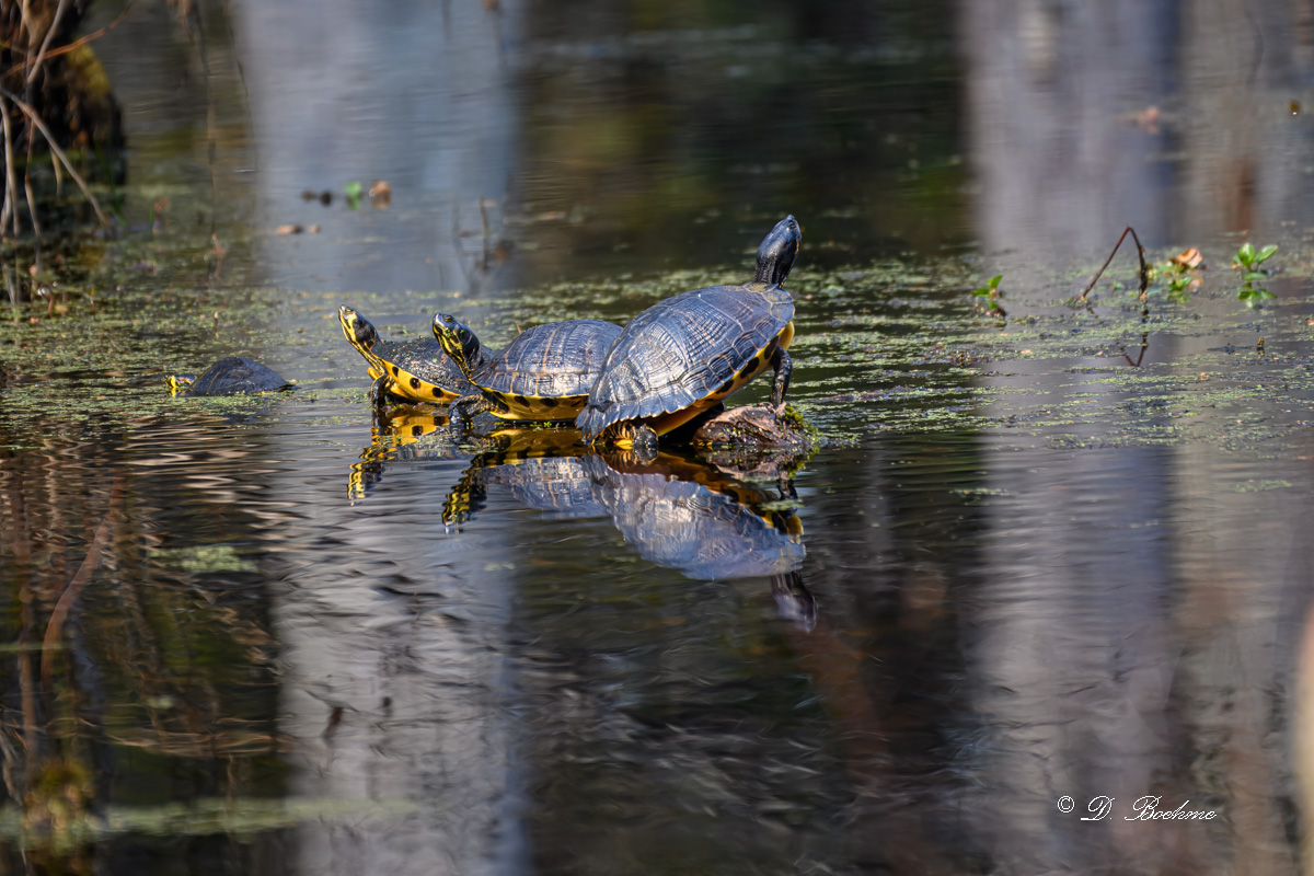 _DSC4613-topaz-rawdenoise.jpg